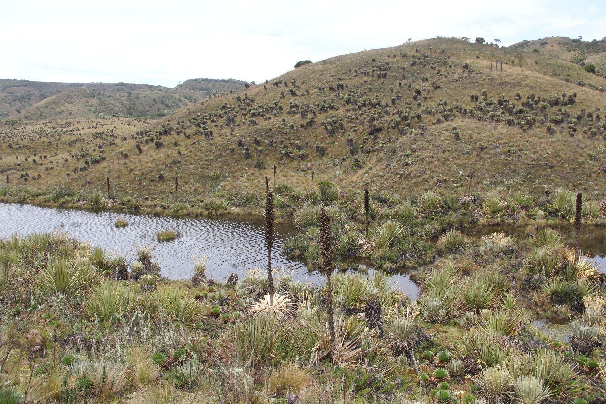 Solo 11 de los 380 kilómetros de extensión que tiene el río Bogotá están libres de contaminación.