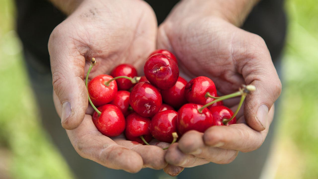 Cerezas