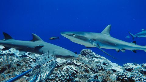 Una encuesta sin precedentes de los arrecifes de coral en todo el mundo ha revelado una disminución impactante en el número de tiburones, con los depredadores "funcionalmente extintos" en casi el 20 por ciento de los sitios estudiados.
