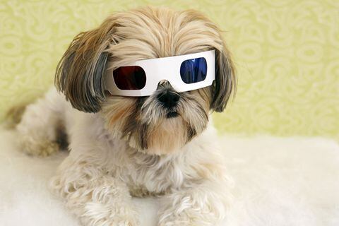 Perro con gafas.