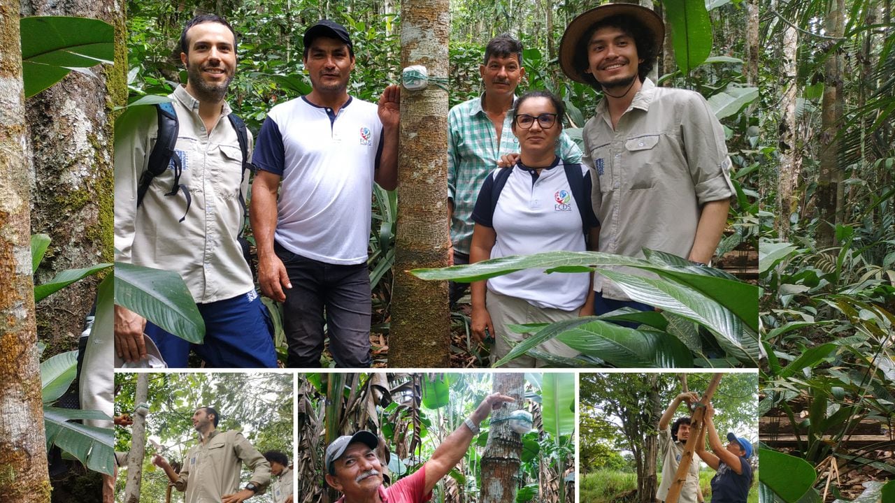 La FCDS y el Instituto Humboldt iniciaron la instalación de 38 dispositivos acústicos en 15 predios de familias campesinas del Guaviare que lideran proyectos de forestería comunitaria. | Foto: Jhon Barros (FCDS) | Foto: Jhon Barros (FCDS)