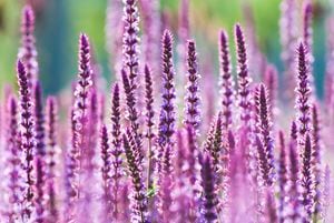 Perennial sage - Salvia nemorosa 'Amethyst'. Salvia is a genus of plants in the mint family, Lamiaceae. It is one of three genera commonly referred to as sage. Different species of sage are grown as herbs and as ornamental plants. The ornamental species are commonly referred to by their scientific name Salvia. Image is captured in 12 bit RAW and processed in Adobe RGB color space. [File:xxx; Lot:38]