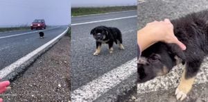Perro es rescatado a orillas de una carretera. El momento se vuelve viral.