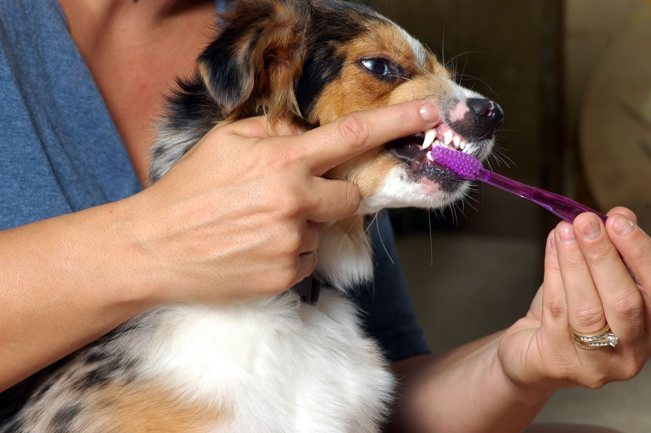 cepillar los dientes a un perro