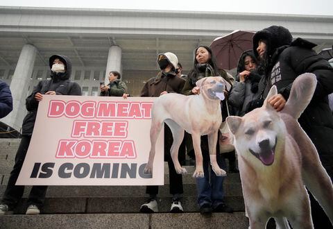 Activistas por los derechos de los animales asisten a una manifestación de protesta en apoyo al proyecto de ley de prohibición de la carne de perro liderado por el gobierno en la Asamblea Nacional en Seúl, Corea del Sur, el martes 9 de enero de 2024. El parlamento de Corea del Sur aprobó el martes una prohibición histórica sobre la producción y venta de carne de perro. , a medida que los llamados públicos a favor de una prohibición han aumentado considerablemente debido a las preocupaciones sobre los derechos de los animales y la imagen internacional del país. (Foto AP/Ahn Young-joon)