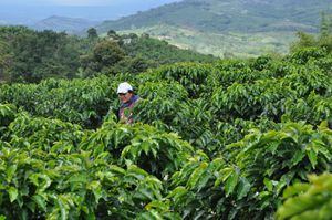 En el Valle hay unas 51.000 hectáreas sembradas con café