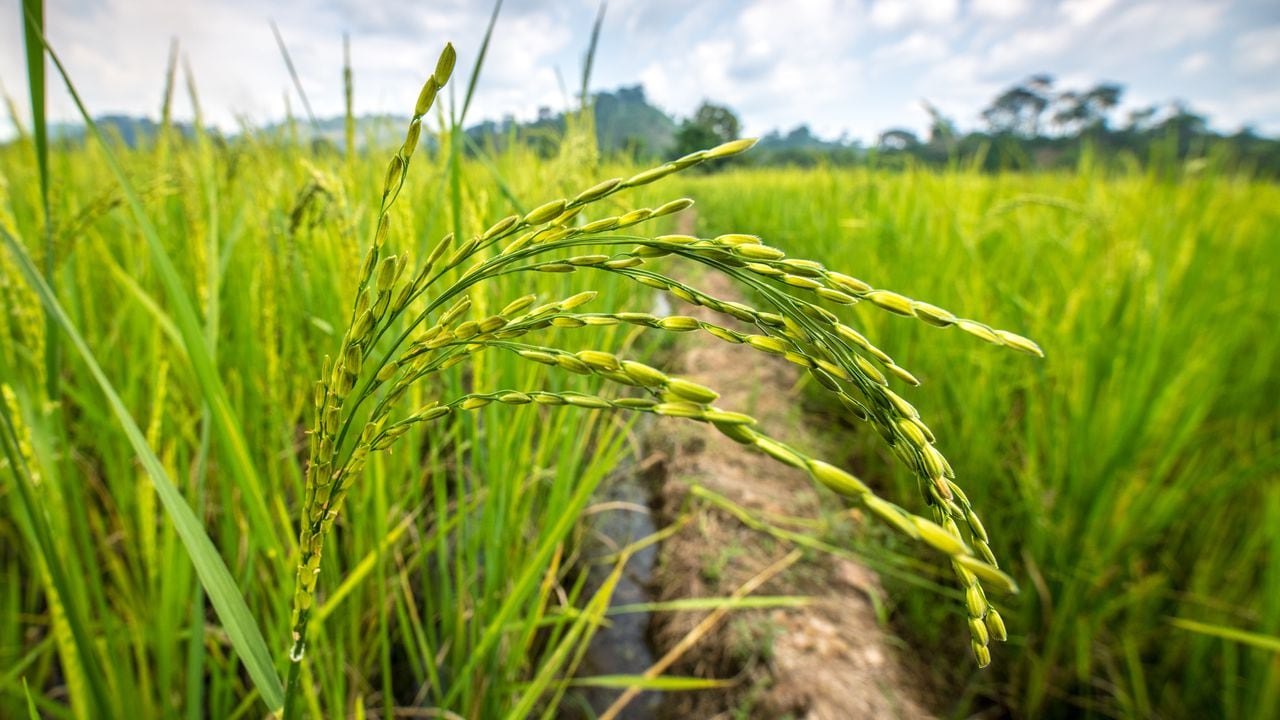 Foto referencia sobre cultivo de arroz.