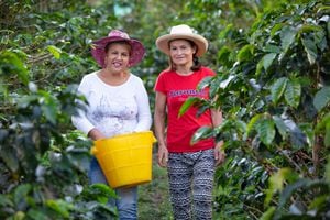 En el caso del Valle del Cauca son 328.495 mujeres en el campo, las cuales se desempeñan altamente en labores agrícolas.