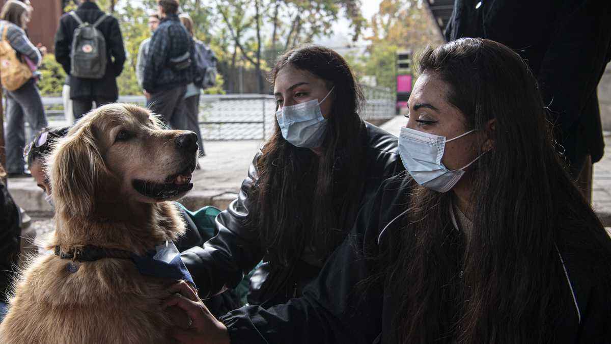 La Oficina de Salud de Estudiantes de la universidad está implementando la terapia con perros para reducir la ansiedad y la violencia de los estudiantes.