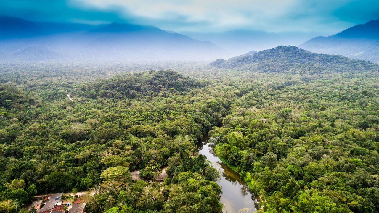 En el país se alzan cerca de 81 ecosistemas boscosos que están en riesgo