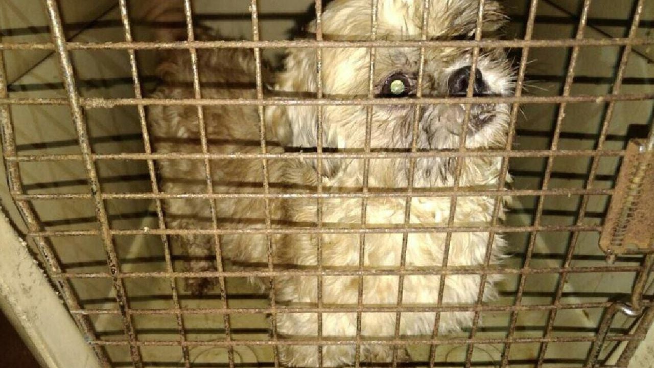 Hombre mantenía en precarias condiciones a 44 perros en un criadero ilegal en el sur de Bogotá.
