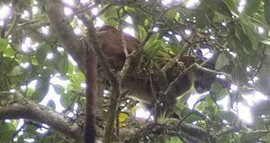 Este puma fue visto en cercanía a las veredas Llanos, Cañadas, Barbosa, Fuguntá, Tenguavita y Gusvita en el municipio de Tibirita.