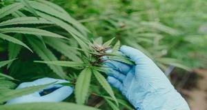 La exportación de flor seca traerá múltiples beneficios a la industria del cannabis medicinal colombiana. 