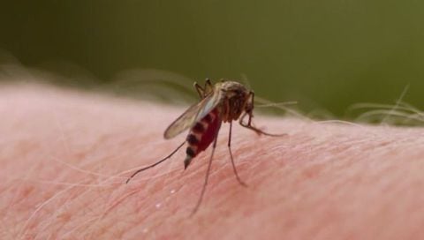 El dengue es ocasionado por la picadura del zancudo Aedes Aegypti.