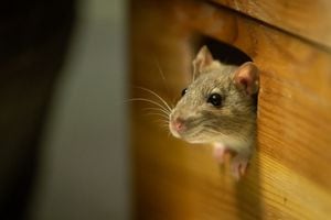 Plaga de roedores en el hogar.