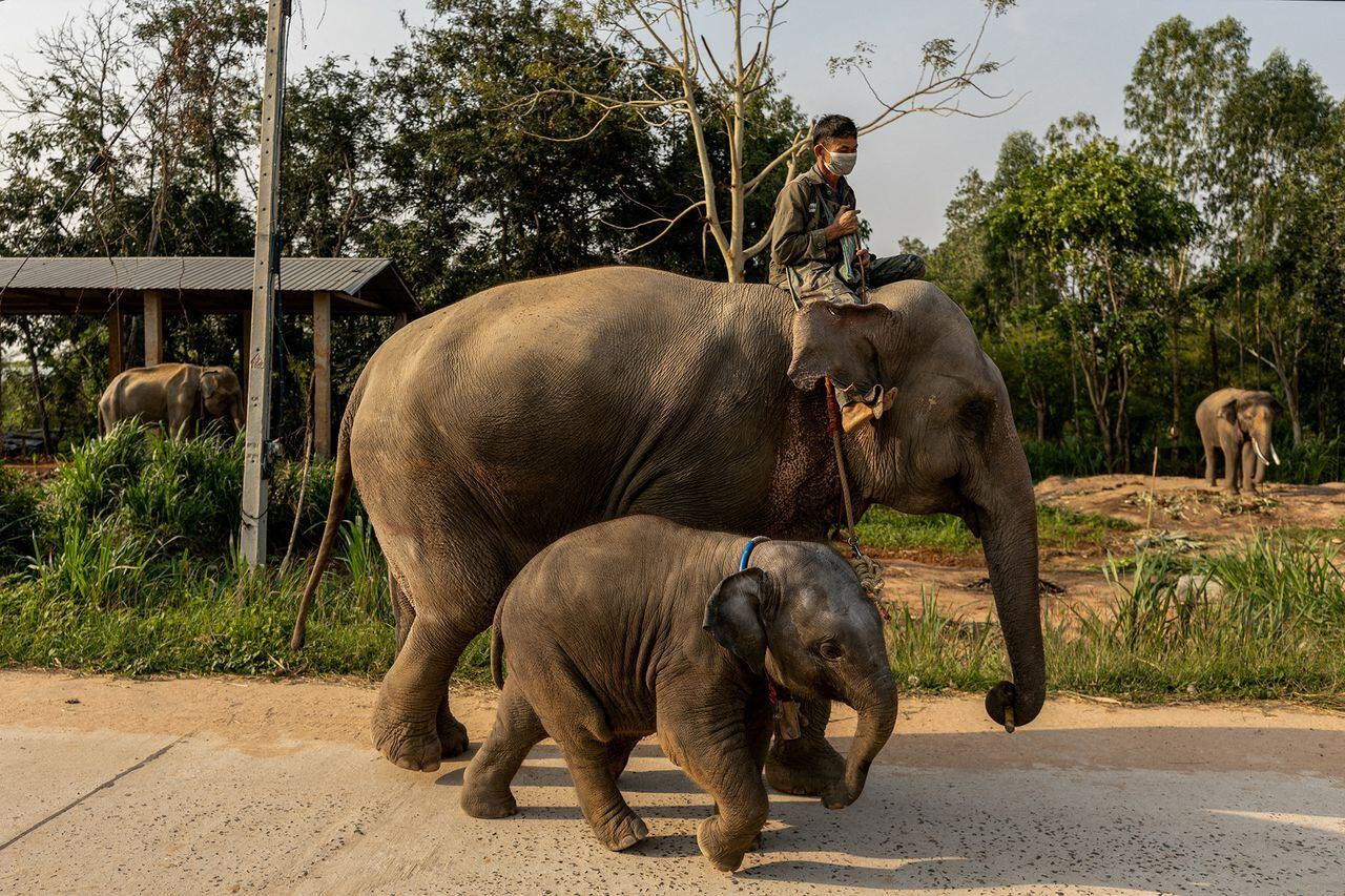 En imágenes: Por medio de Streaming se tratan de sobrevivir los elefantes sin trabajo de Tailandia en crisis