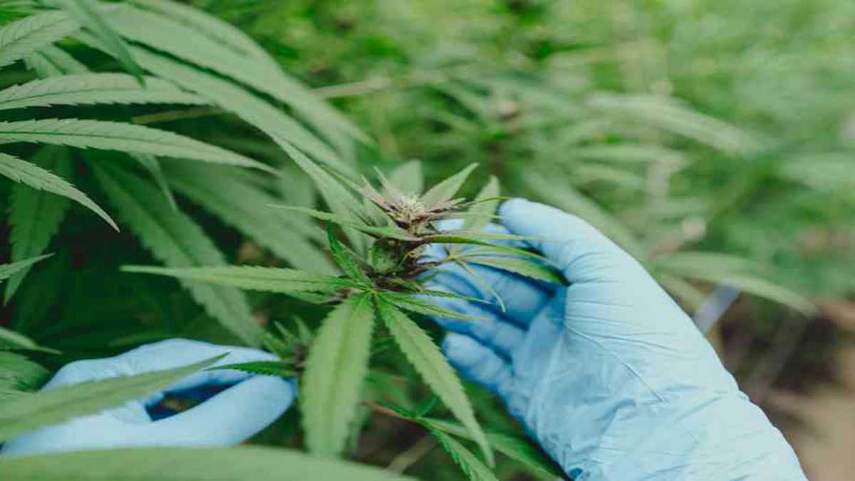 Cannabis medicinal colombiano llegará a Estados Unidos