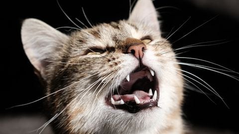 Los gatos y sus maullidos: conozca las razones principales detrás de este peculiar comportamiento.