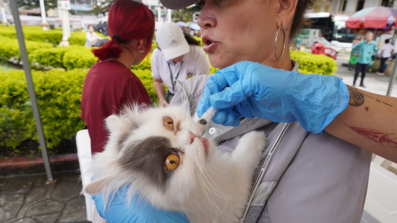 Hasta el momento han recibido la vacuna 10.000 mascotas