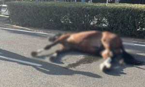 Denuncian muerte de caballo durante tradicionales fiestas en Sevilla, el sobresfuerzo y la falta de hidratación serían la causa de la muerte.