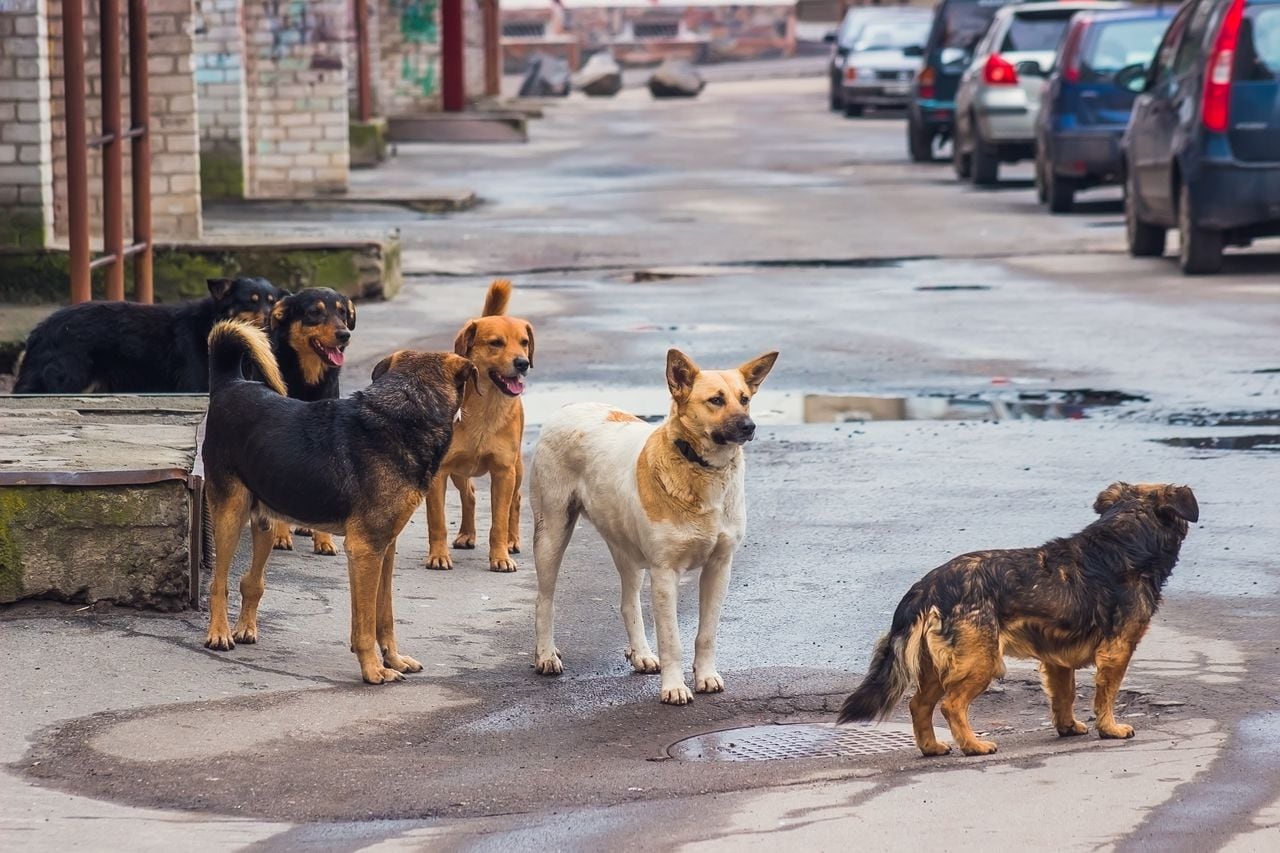 Perros callejeros