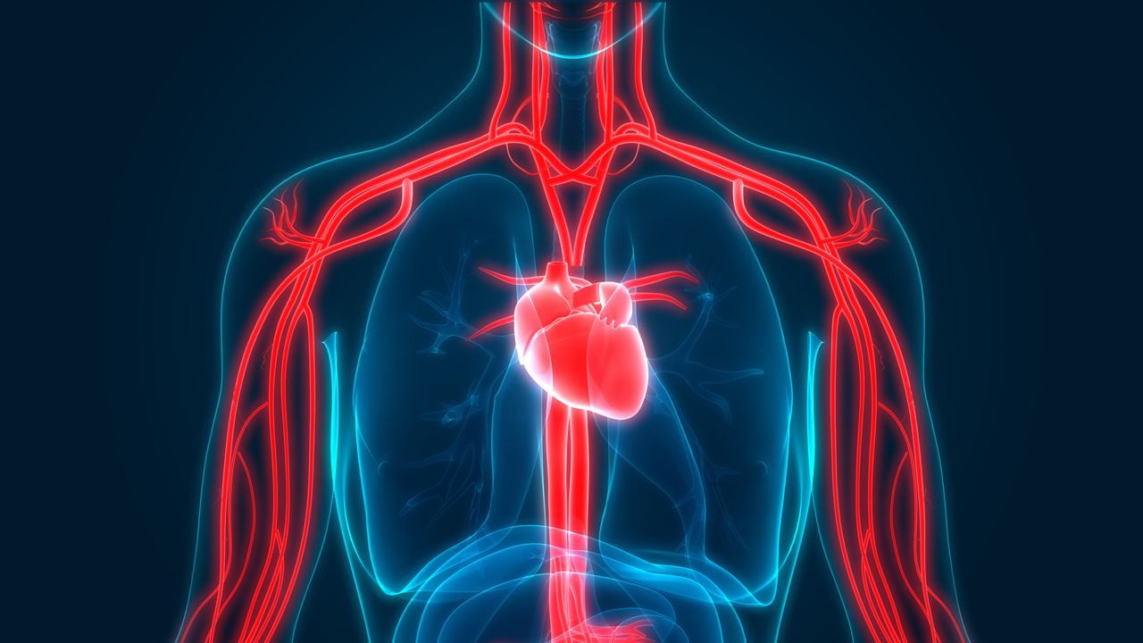 El sistema circulatorio permite el suministro de oxígeno al resto del cuerpo.