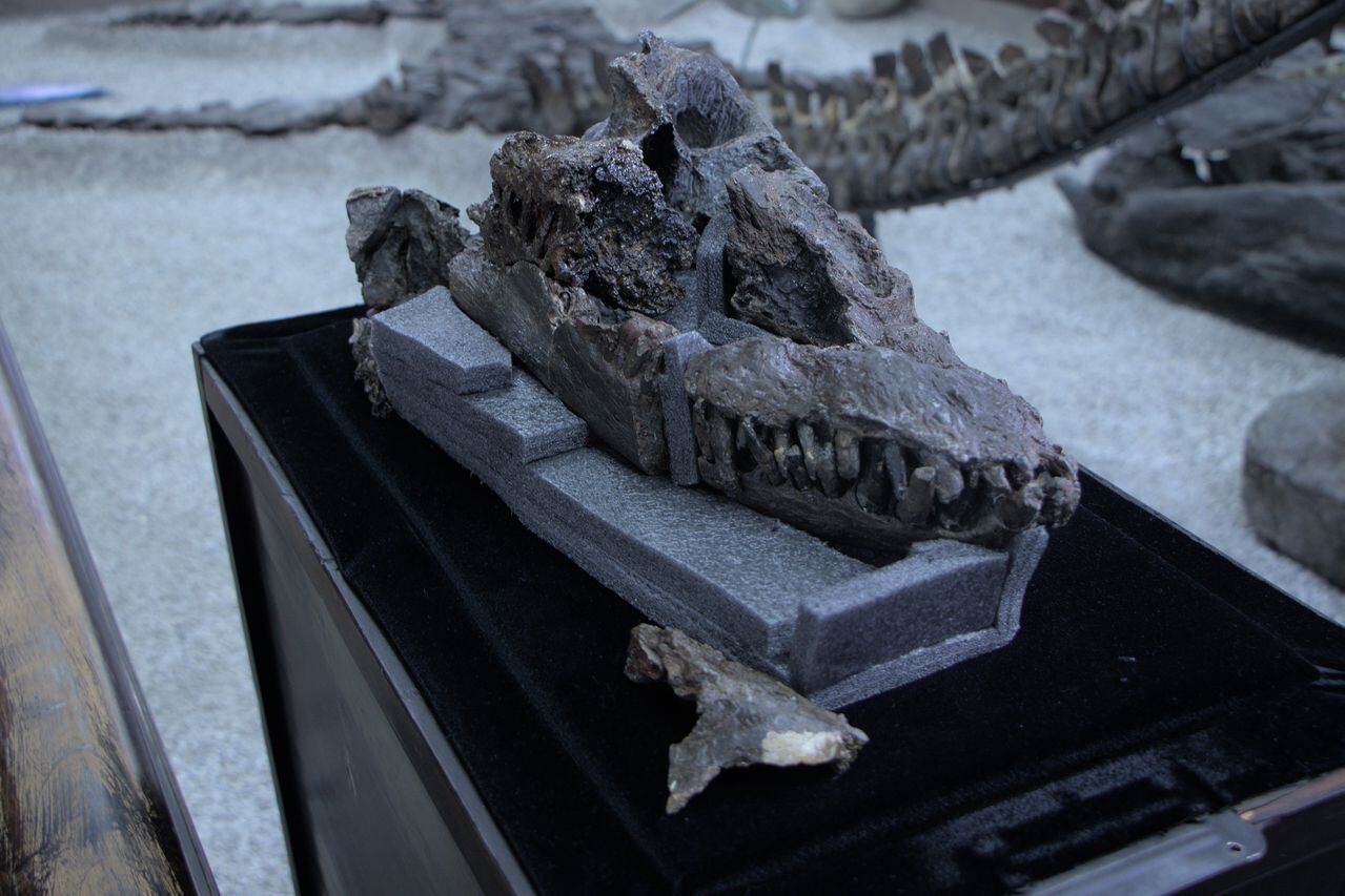 Este reptil marino vivió hace aproximadamente 130 millones de años.