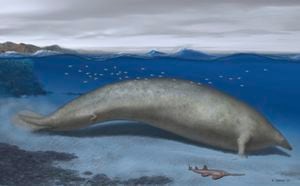 Esta ilustración realizada por el artista Alberti Gennari en 2023 muestra una reconstrucción de Perucetus colossus en su hábitat costero con un cuerpo de 20 metros de largo. La especie descubierta recientemente podría ser el animal más pesado que se conozca, desplazando de ese puesto a la ballena azul. Los científicos la han llamado Perucetus colossus, o "ballena colosal peruana" en su publicación en la revista Nature del miércoles 2 de agosto de 2023. (Alberto Gennari/Nature via AP)