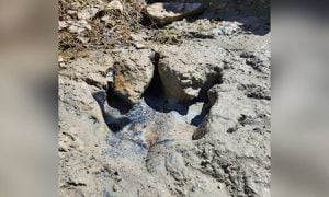 La sequía deja al descubierto, desde hace algunos años huellas de dinosaurios que se escondían bajo río en Texas.