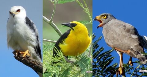 En los humedales de Chía se han podido registras varias aves entre residentes y migratorias.