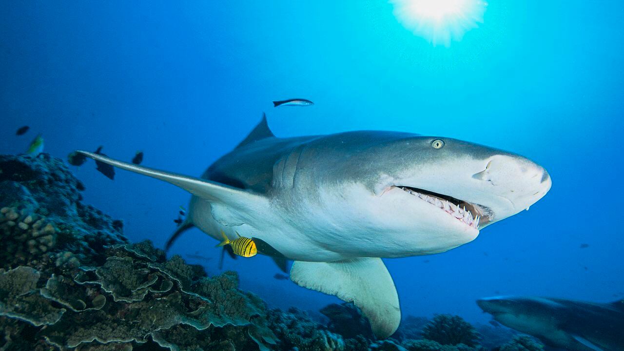 El tiburón limón de aleta falciforme (Negaprion acutidens) evoluciona sobre un arrecife de coral