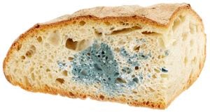 Los productos de panadería se deben desechar por completo cuando presentan moho.