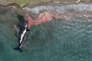 Una ballena muerta es remolcada lejos de la costa cerca de Puerto Madryn, Argentina, el martes 4 de octubre de 2022. Científicos argentinos están determinando el motivo de la muerte de al menos 13 ballenas en el área en los últimos días.