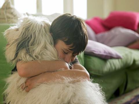 Los perros y gatos pueden soportar una intensidad sonora de 85 decibeles y el estallido de la pólvora puede llegar hasta 200 decibeles”