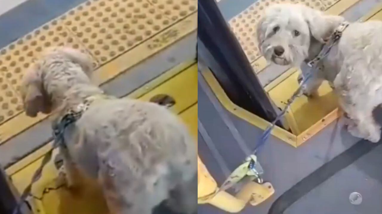 El conductor decidió adoptar al perrito.