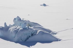 Esta imagen muestra un oso polar de pie sobre un iceberg cubierto de nieve que está rodeado de hielo fijo, o hielo marino conectado a la costa, en el sureste de Groenlandia en marzo de 2016 (Foto de Kristin Laidre / AFP).