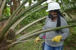 Producción y venta de aceite de palma tuvo un repunte en junio, según Fedepalma