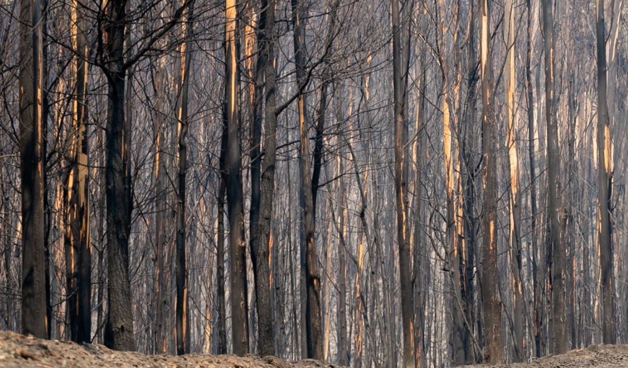 Así lucen algunos bosques luego que los bomberos han logrado combatir las llamas