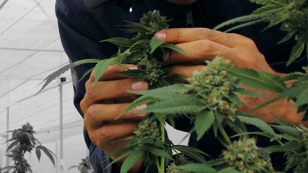 Breedco, compañía Colombo-británica, que produce semillas de cannabis