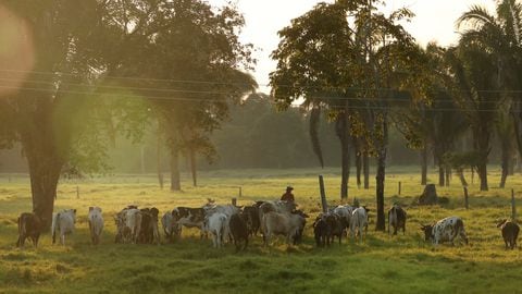 La ganadería es una de las principales fuentes de ingreso en Arauca