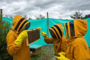 Un equipo de expertos se encarga de monitorear diariamente el compartimento y salud de las abejas.