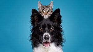 retrato de perro collie fronterizo con un gato escondido detrás frente a un fondo azul