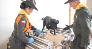 Panya, el perro que descubrió un millonario cargamento de drogas en Itagüí.