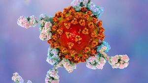 La ilustración muestra anticuerpos atacando al virus que produce la enfermedad covid-19.