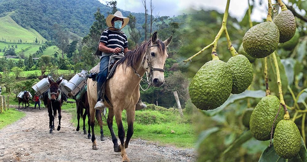 Peajes ilegales cobrados a campesinos y turistas, cierre de caminos veredales ancestrales, movimiento de tierras y desviación de ríos, son apenas una muestra de como se desfigura el campo en el Quindío, ahora que está en manos de los “Señores del Aguacate”.