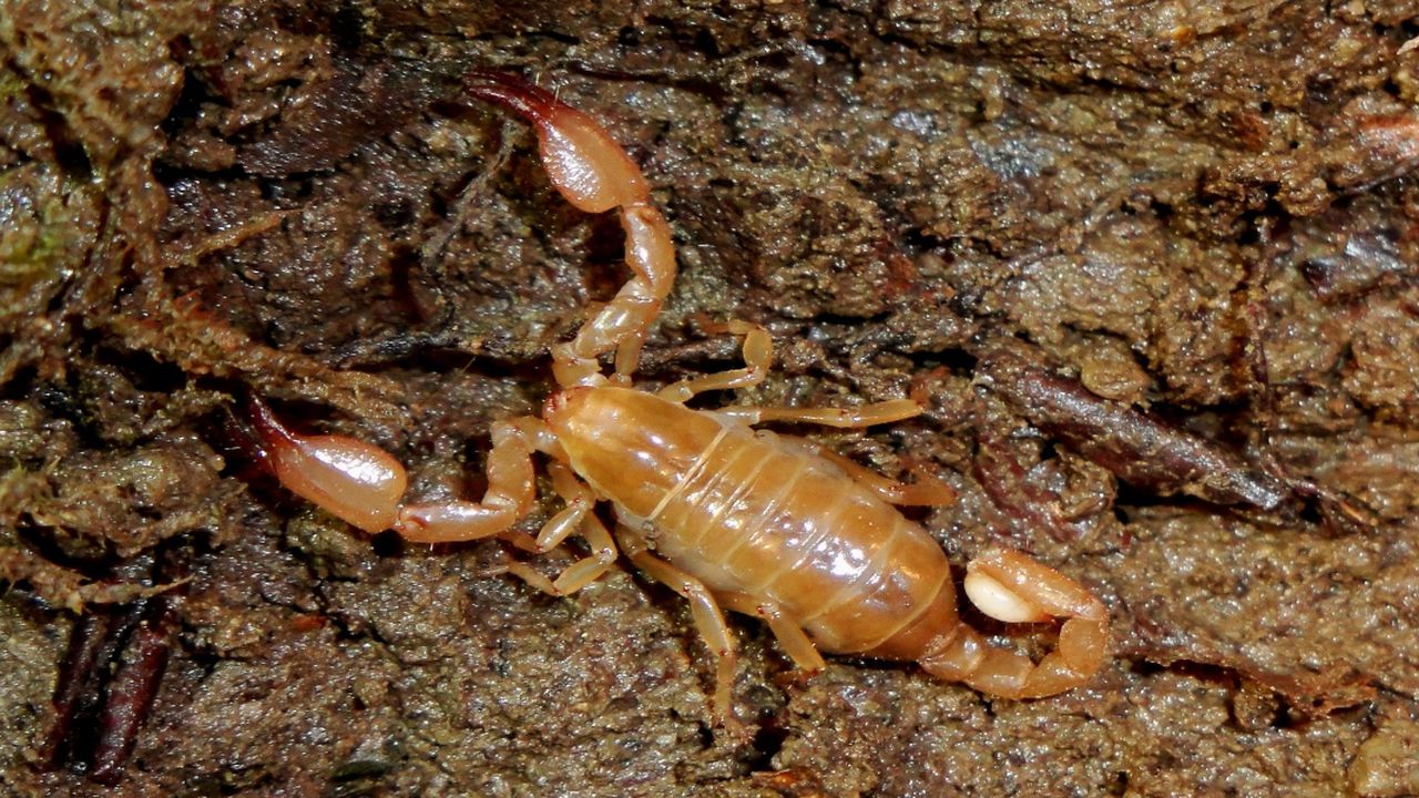 Plaga de escorpiones deja más de 500 personas afectadas