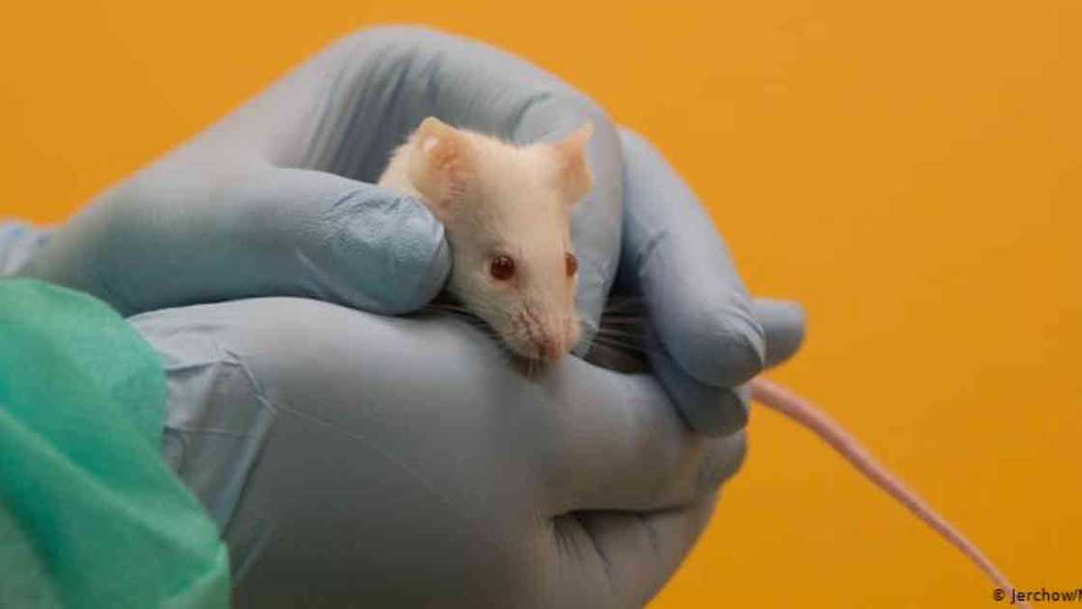 Se examinó cómo los cerebros de ratones machos y hembras difieren al sondear áreas que se sabe que programan comportamientos.