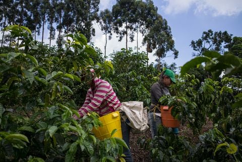Recolectores de café en Colombia. Foto: Juan Cristobal Cobo/Bloomberg via Getty Images