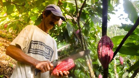 Los productos agrícolas de Florián llegan a las principales ciudades de Colombia y son protagonistas de la canasta exportadora.