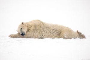 Un oso polar descansa después de entrenar con otro oso cerca de la comunidad de Churchill en la Bahía de Hudson, Manitoba, Canadá, 20 de noviembre de 2021. Foto REUTERS/Carlos Osorio, finalista del Premio Pulitzer de fotografía destacada